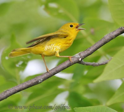 Yellow warbler