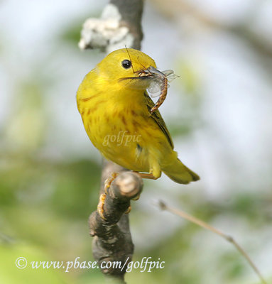 Yellow warbler