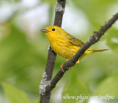 Yellow warbler