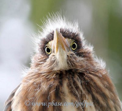 Young green heron