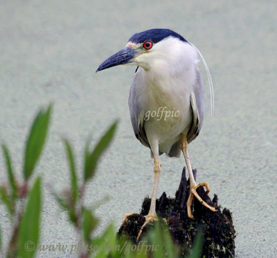 Black-crowned Night Heron