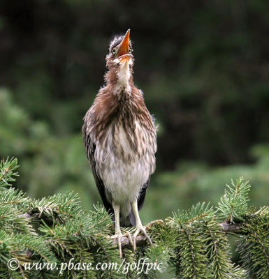 Green Heron juvenile