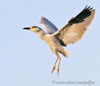 Black-crowned Night Heron in flight