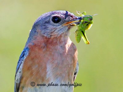 Bluebird meal that won't be hopping away soon