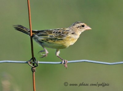 Bobolink (juvenile)