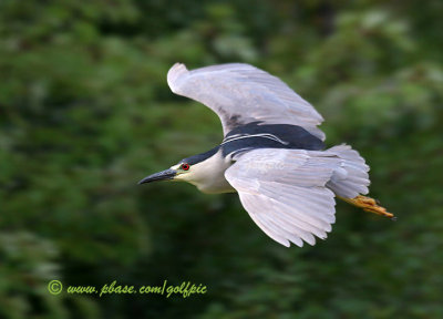 Black-crowned Night Heron in flight