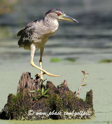 Black-crowned Night Heron (Juvenile)