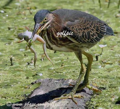 Green Heron with a meal