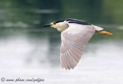 Black-crowned Night Heron