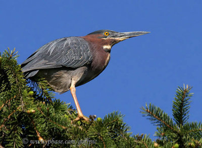 Green Heron