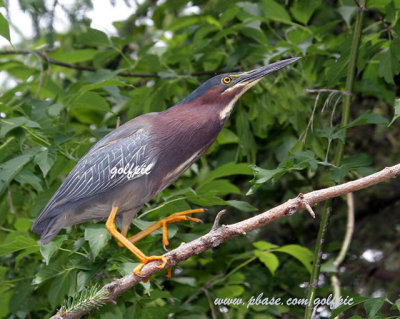 Green Heron cautiously approaching nest