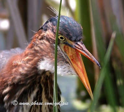 Green Heron