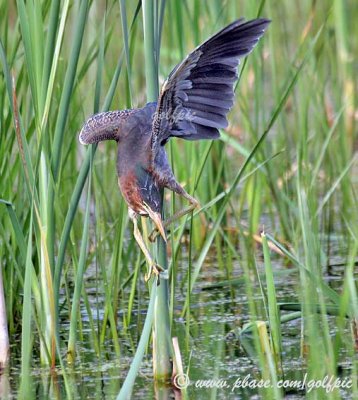 A young Green Heron looks for food