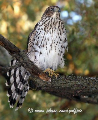 Coopers Hawk fans tail feathers