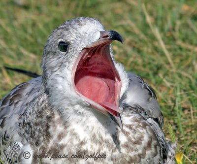 Gull yawn.