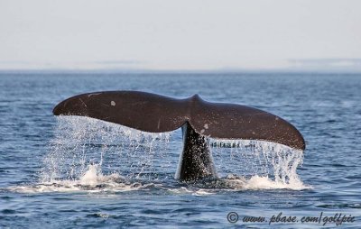 Right Whale fluke