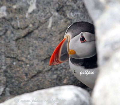 A Puffin peeks out