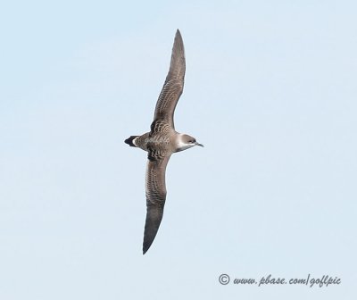 Greater Shearwater in flight