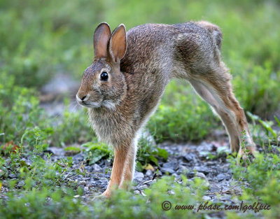 Bunny stretches like a cat but does not meow