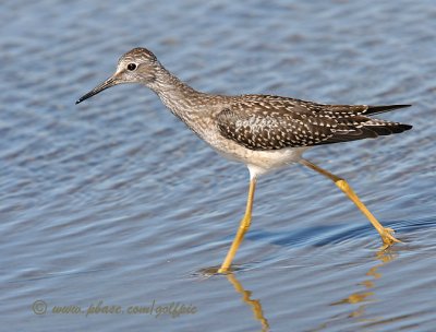 Lesser Yellowleg