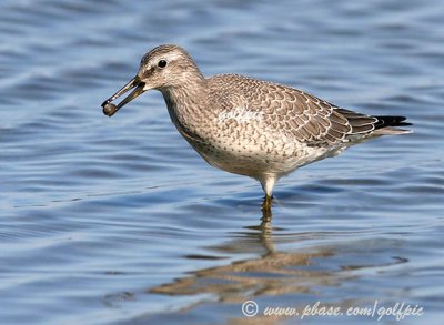 redknot3xpotn.jpg