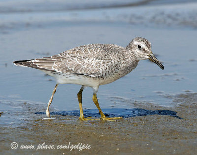 redknot35x.jpg