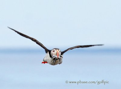 Puffin returning to Machias Island