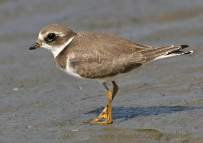 Semi-palmated Plover