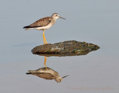 Lesser Yellow-leg Reflection