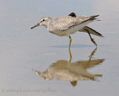 Juvenile Red Knot stretching