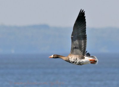 white-fronted-goose2x.jpg