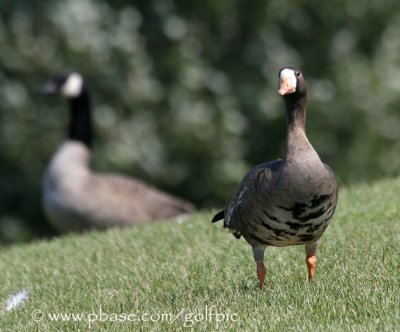 white-fronted-goose5x.jpg