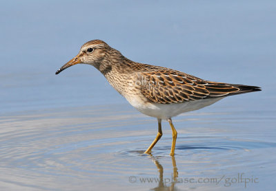 Pectoral Sandpiper