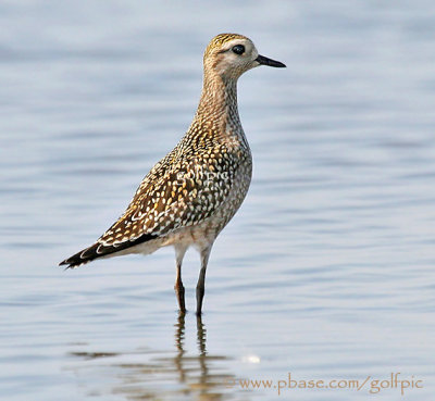 American Golden Plover