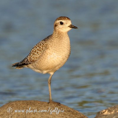 americangoldenplover2npx.jpg