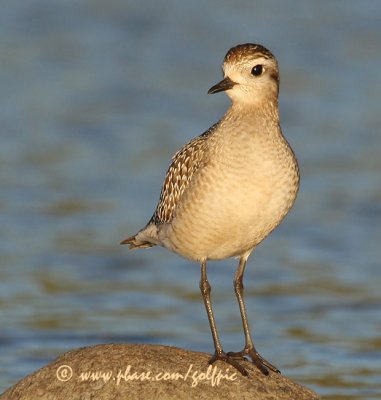 American Golden Plover in golden light