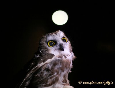 Northern Saw-whet Owl