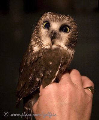 Northern Saw-whet Owl (female)