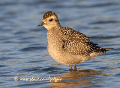 americangoldenplover5npwebpotn.jpg