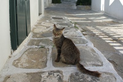 Cat in maze-like streets of Mykonos Town