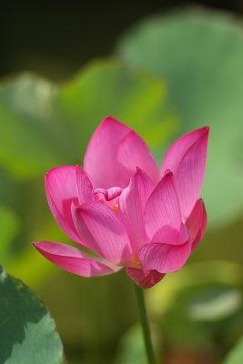 Lotus on a late summer day