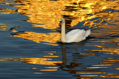 Swan at the dawn - Luzern