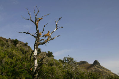 Madeira