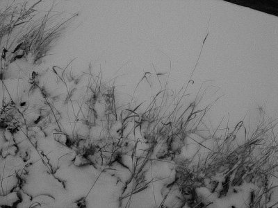 Grasses in the snow