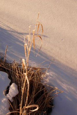 Grass in the snow