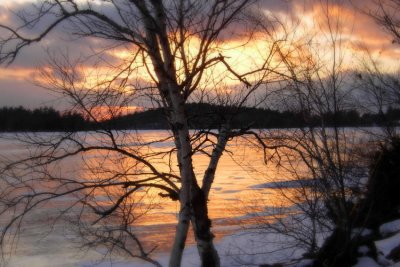 Sunset through birches