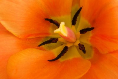 Early tulip