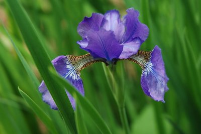 Flag iris