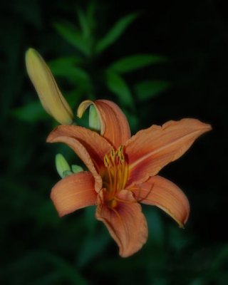Just a day lily