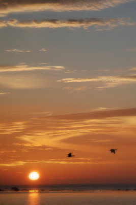 Cormorants II